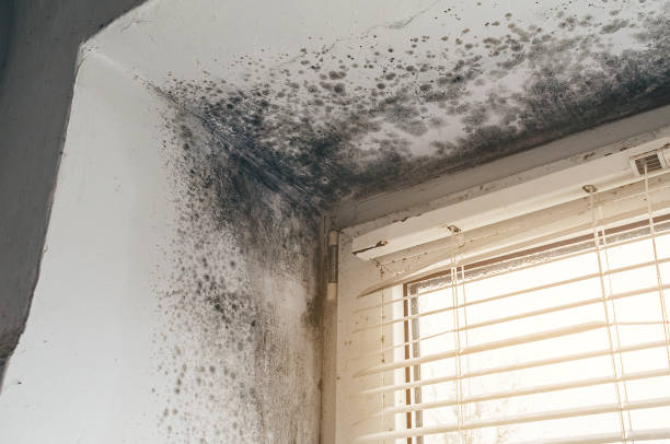 Affordable Commercial Mold Remediation solutions in Zuni, VA